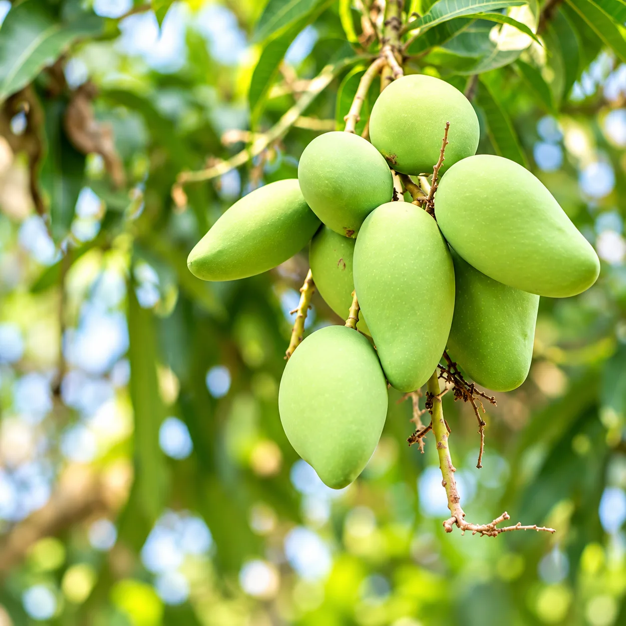 All Time Grafted Mango Plant – Live Baramasi Mangifera indica Fruit Plant for Home Garden, Farm & Orchard