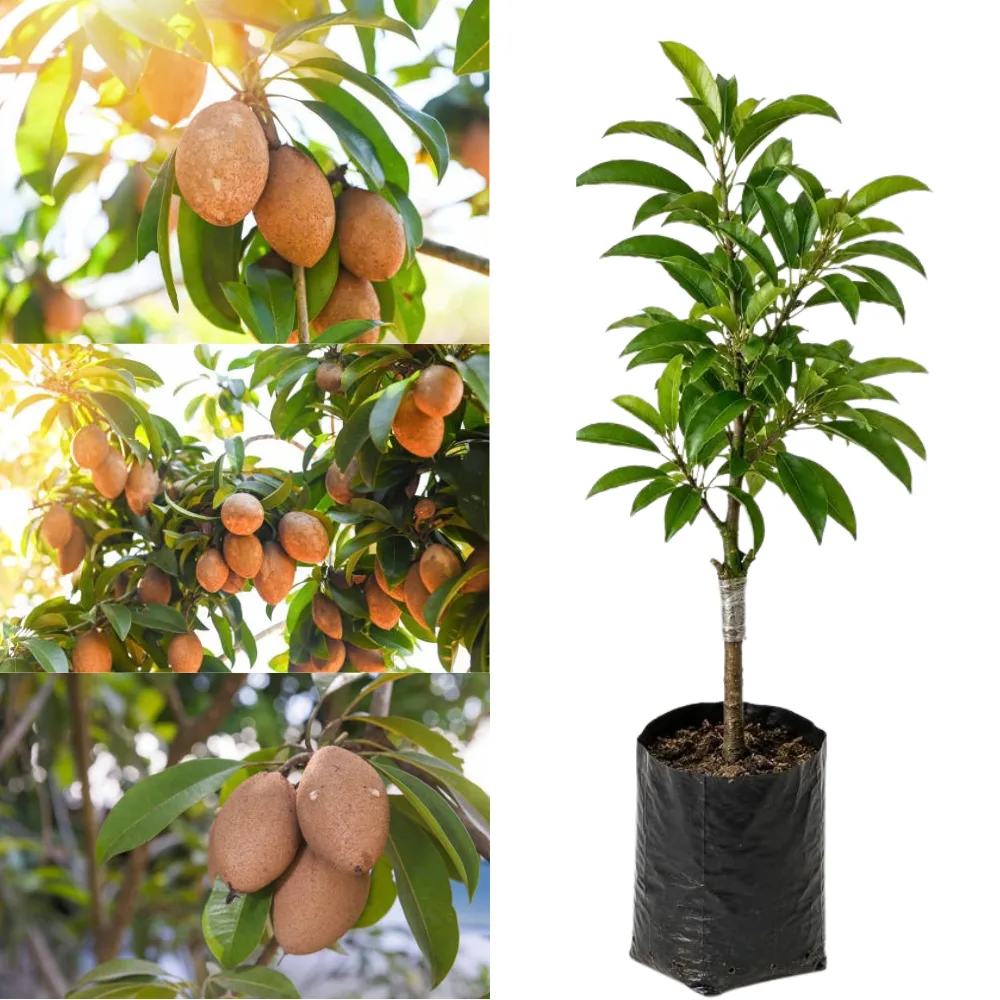 Chiku Live Plant (Sapodilla) – Manilkara zapota Sweet Fruit Plant for Home Garden, Farm & Orchard
