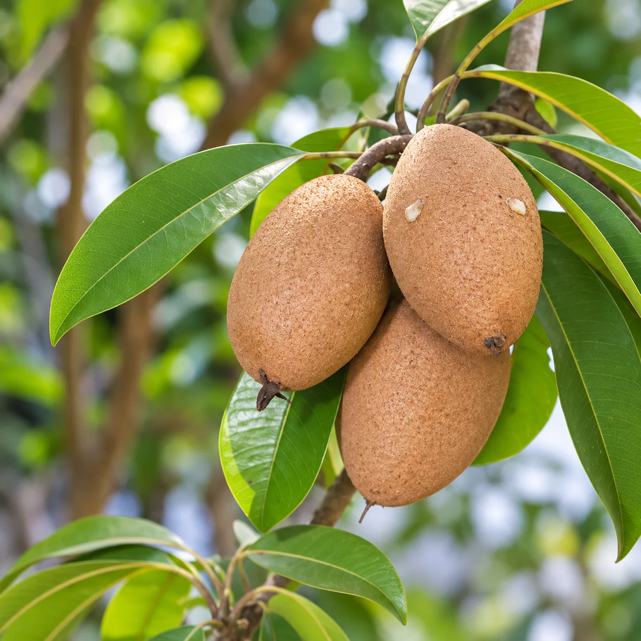 Chiku Live Plant (Sapodilla) – Manilkara zapota Sweet Fruit Plant for Home Garden, Farm & Orchard