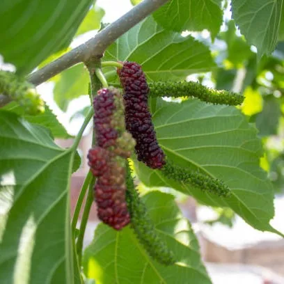 Long Mulberry Plant (Shahtoot) – Live Morus alba Sweet Fruit Plant for Home Garden, Farm & Orchard