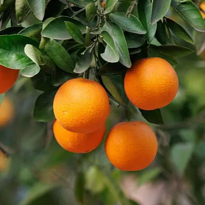 Giant Darjeeling Orange Plant (Santra) – Live Citrus reticulata Mandarin Fruit Plant for Home Garden & Orchard