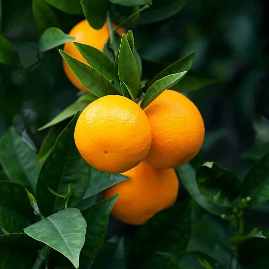 Giant Darjeeling Orange Plant (Santra) – Live Citrus reticulata Mandarin Fruit Plant for Home Garden & Orchard