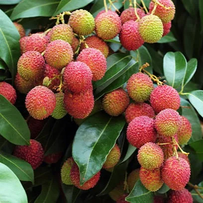 Bombai Litchi Plant - Live Litchi chinensis Fruit Plant for Home Garden, Orchard & Indian Climate