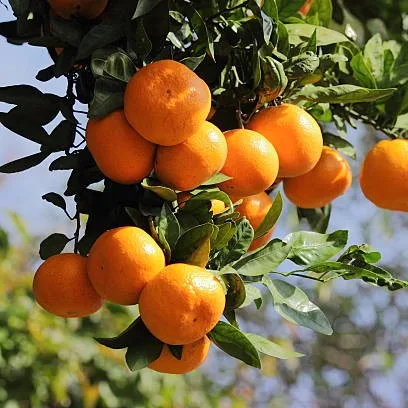 Chinese Orange Plant (Santra) – Live Citrus reticulata Mandarin Fruit Plant for Home Garden & Orchard