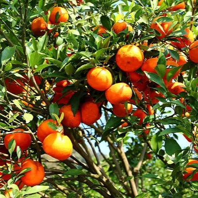 Chinese Orange Plant (Narangi) – Live Calamondin Citrus Fruit Plant for Home Garden, Terrace & Balcony