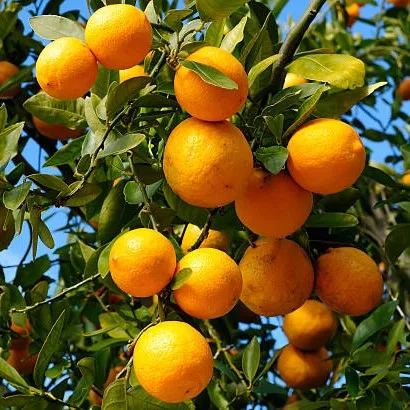 Chinese Orange Plant (Narangi) – Live Calamondin Citrus Fruit Plant for Home Garden, Terrace & Balcony