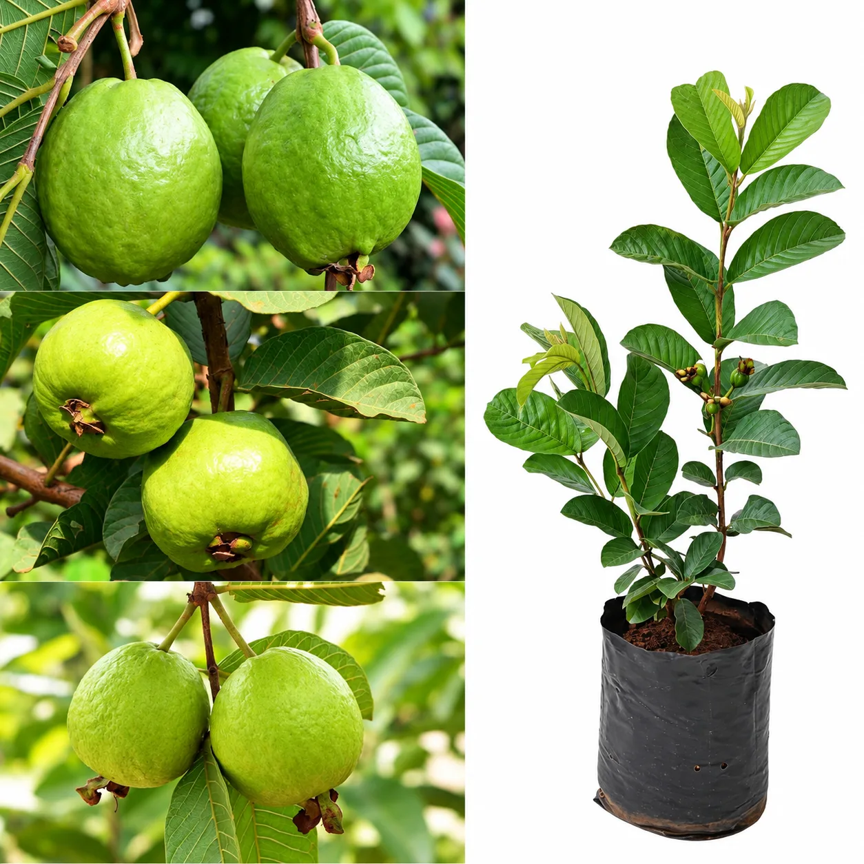 Guava Live Plant – Psidium guajava Fruit Plant for Home Garden, Terrace, Farm & Orchard