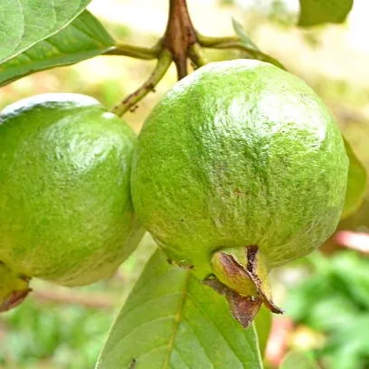 Guava Plant (Amrood) – Live Psidium guajava Fruit Plant for Home Garden, Terrace & Orchard