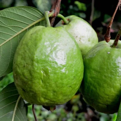 Guava Plant (Amrood) – Live Psidium guajava Fruit Plant for Home Garden, Terrace & Orchard