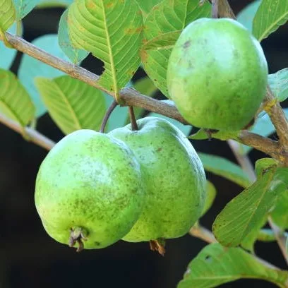 Guava Plant (Amrood) – Live Psidium guajava Fruit Plant for Home Garden, Terrace & Orchard