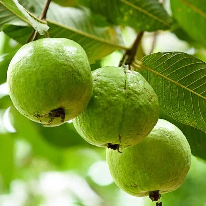 Bangladeshi Guava Plant (Peru) – Live Psidium guajava Fruit Plant for Home Garden & Indian Climate