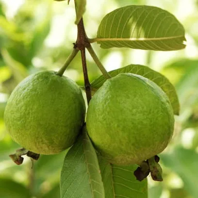 Bangladeshi Guava Plant (Peru) – Live Psidium guajava Fruit Plant for Home Garden & Indian Climate