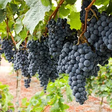 Black Grapes Plant (Draksha) – Live Vitis vinifera Fruit Vine for Home Garden, Terrace & Trellis