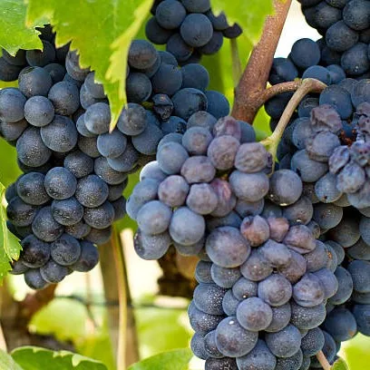 Black Grapes Plant (Draksha) – Live Vitis vinifera Fruit Vine for Home Garden, Terrace & Trellis