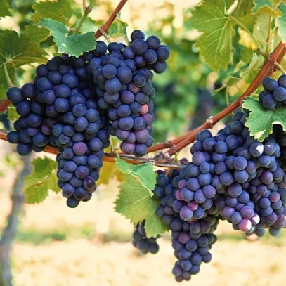 Black Grapes Plant (Draksha) – Live Vitis vinifera Fruit Vine for Home Garden, Terrace & Trellis