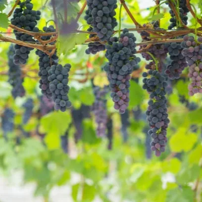Black Grapes Plant (Draksha) – Live Vitis vinifera Fruit Vine for Home Garden, Terrace & Trellis