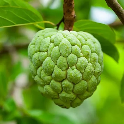 Custard Apple Plant (Sitaphal) – Live Annona squamosa Sweet Fruit Plant for Home Garden & Indian Climate