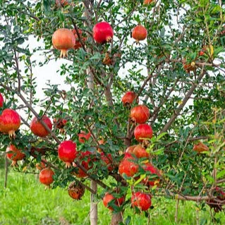 Pomegranate Plant (Anar) - Live Fruit Plant