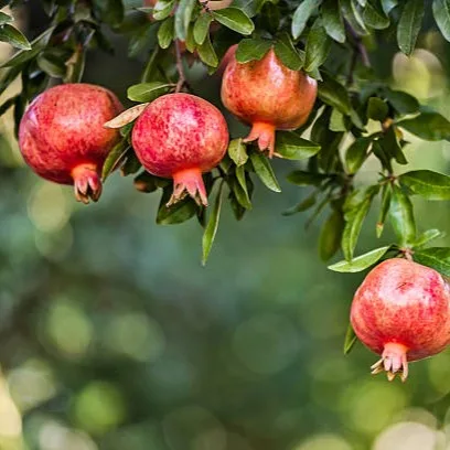 Pomegranate Plant (Anar) - Live Fruit Plant