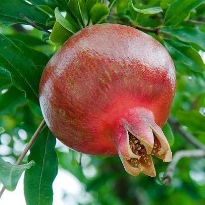 Pomegranate Plant (Anar) - Live Fruit Plant