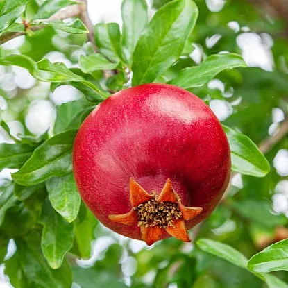 Pomegranate Plant (Dalim/Anar) – Live Punica granatum Fruit Plant for Home Garden, Terrace & Orchard