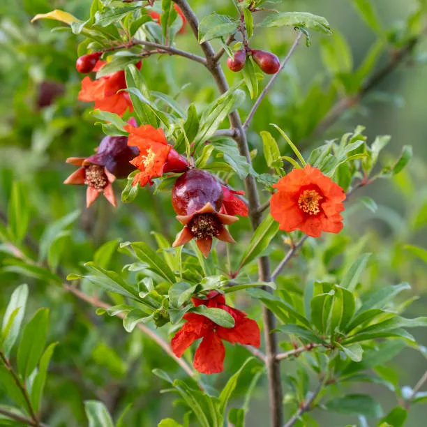 Pomegranate Plant (Dalim/Anar) – Live Punica granatum Fruit Plant for Home Garden, Terrace & Orchard