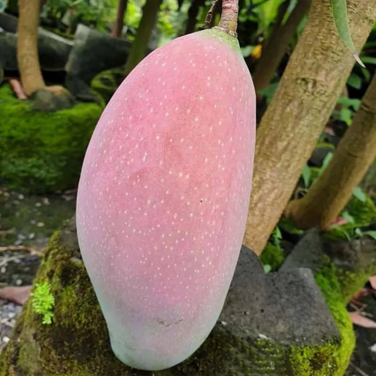 Thai King of Chakapat Mango Plant (Aamra) - Live Fruit Plant