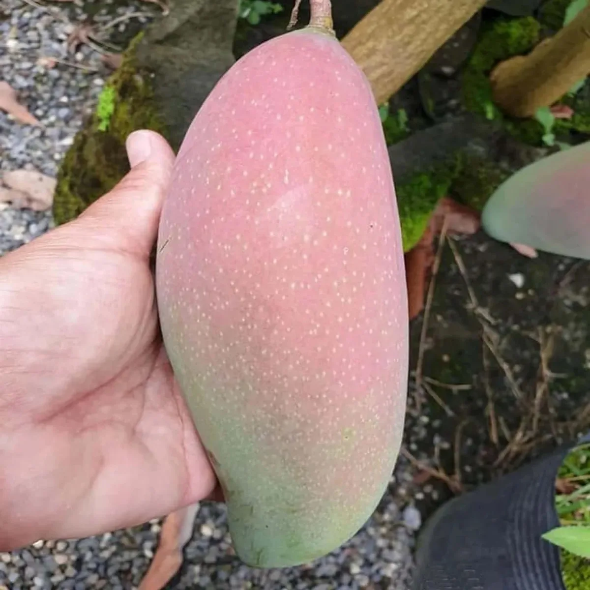 Thai King of Chakapat Mango Plant (Aamra) - Live Fruit Plant