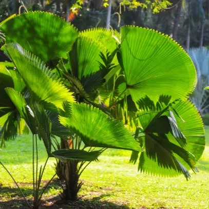 Pichodia Palm / Ruffled Fan Palm – Licuala grandis Live Tropical Big Leaves Plant for Home, Garden & Landscaping