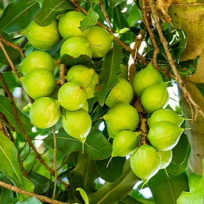 Macadamia Live Plant – Premium Edible Nut Tree for Home Garden, Farm & Tropical Orchard