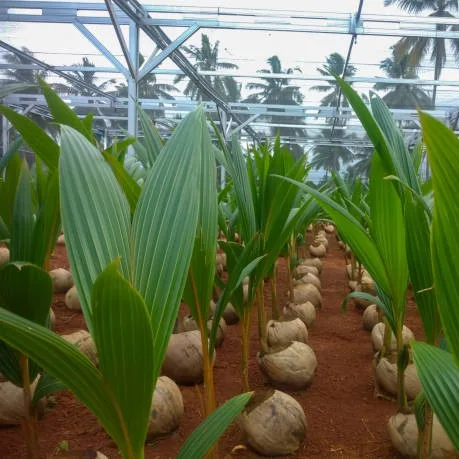 Coconut Plant – Live Cocos nucifera Tropical Fruit Palm for Home Garden, Farm & Plantation