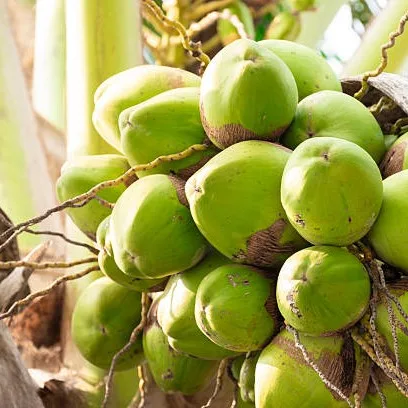 Coconut Plant – Live Cocos nucifera Tropical Fruit Palm for Home Garden, Farm & Plantation
