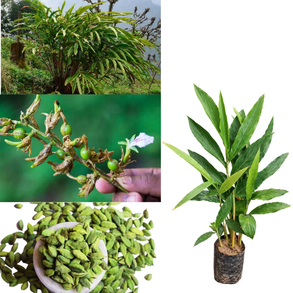 Elaichi (Green Cardamom) Live Plant – Elettaria cardamomum Aromatic Spice Plant for Home Garden, Pot & Tropical Shade Garden