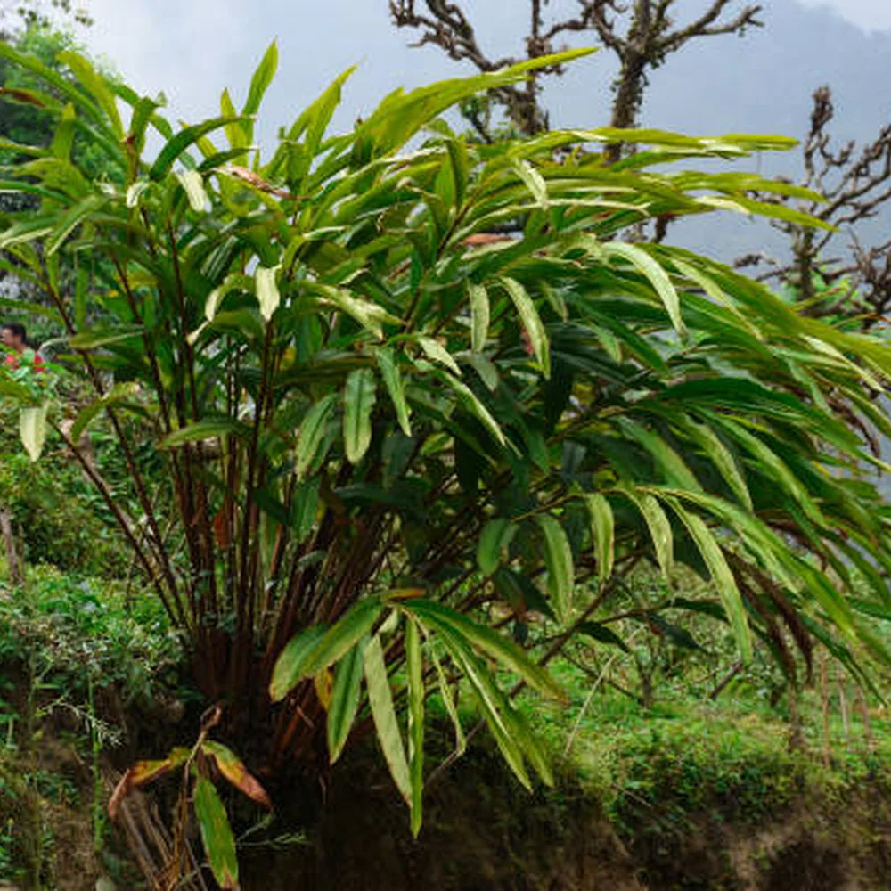 Elaichi (Green Cardamom) Live Plant – Elettaria cardamomum Aromatic Spice Plant for Home Garden, Pot & Tropical Shade Garden