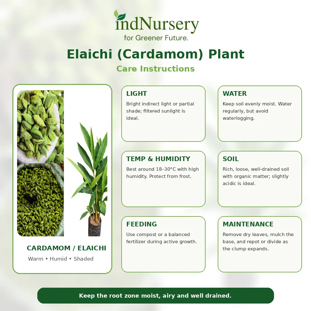 Elaichi (Green Cardamom) Live Plant – Elettaria cardamomum Aromatic Spice Plant for Home Garden, Pot & Tropical Shade Garden
