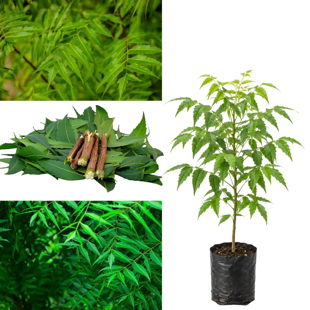 Neem Live Plant – Azadirachta indica Evergreen Shade Tree for Home Garden, Farm & Landscaping