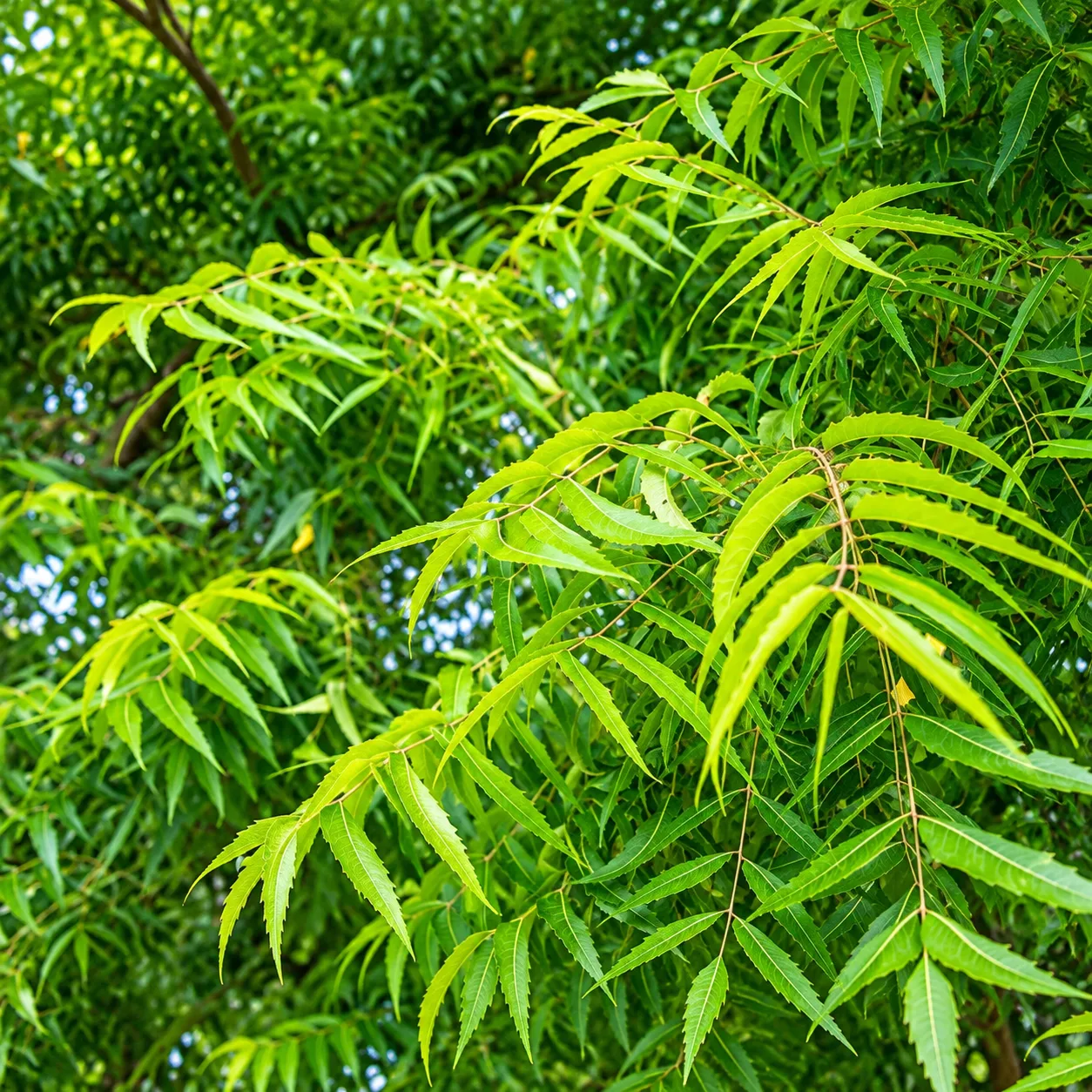Neem Live Plant – Azadirachta indica Evergreen Shade Tree for Home Garden, Farm & Landscaping