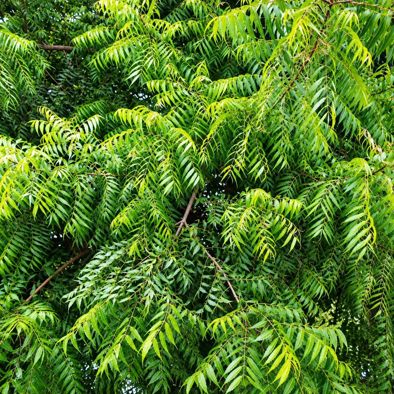 Neem Live Plant – Azadirachta indica Evergreen Shade Tree for Home Garden, Farm & Landscaping