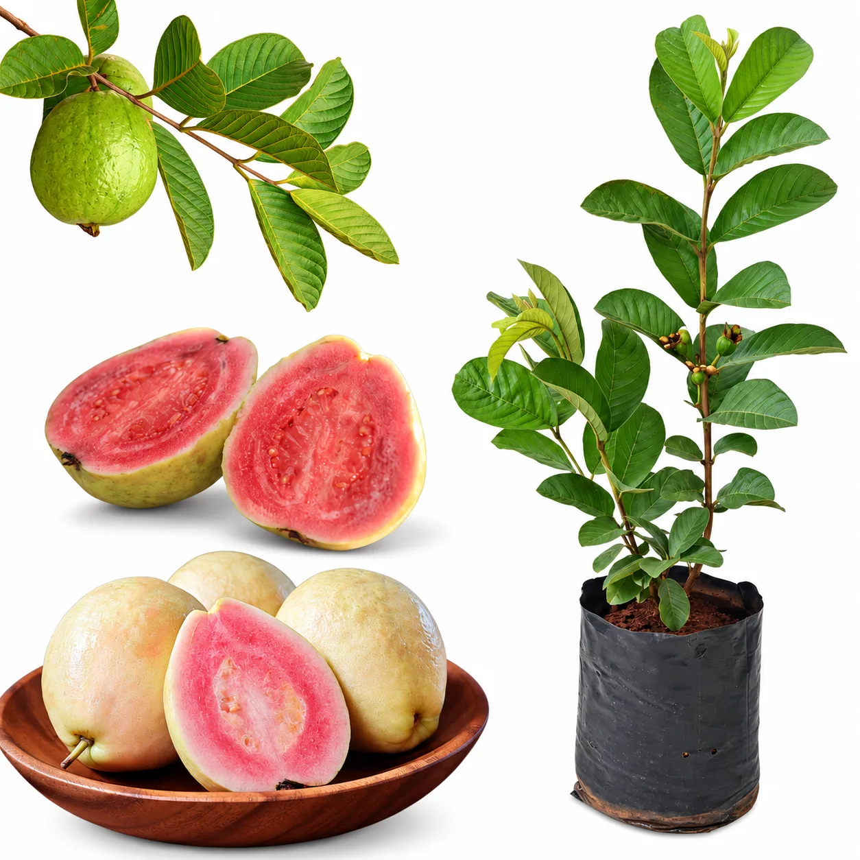 Red Diamond Guava Live Plant (Grafted) – Psidium guajava Red Flesh Fruit Plant for Home Garden & Orchard
