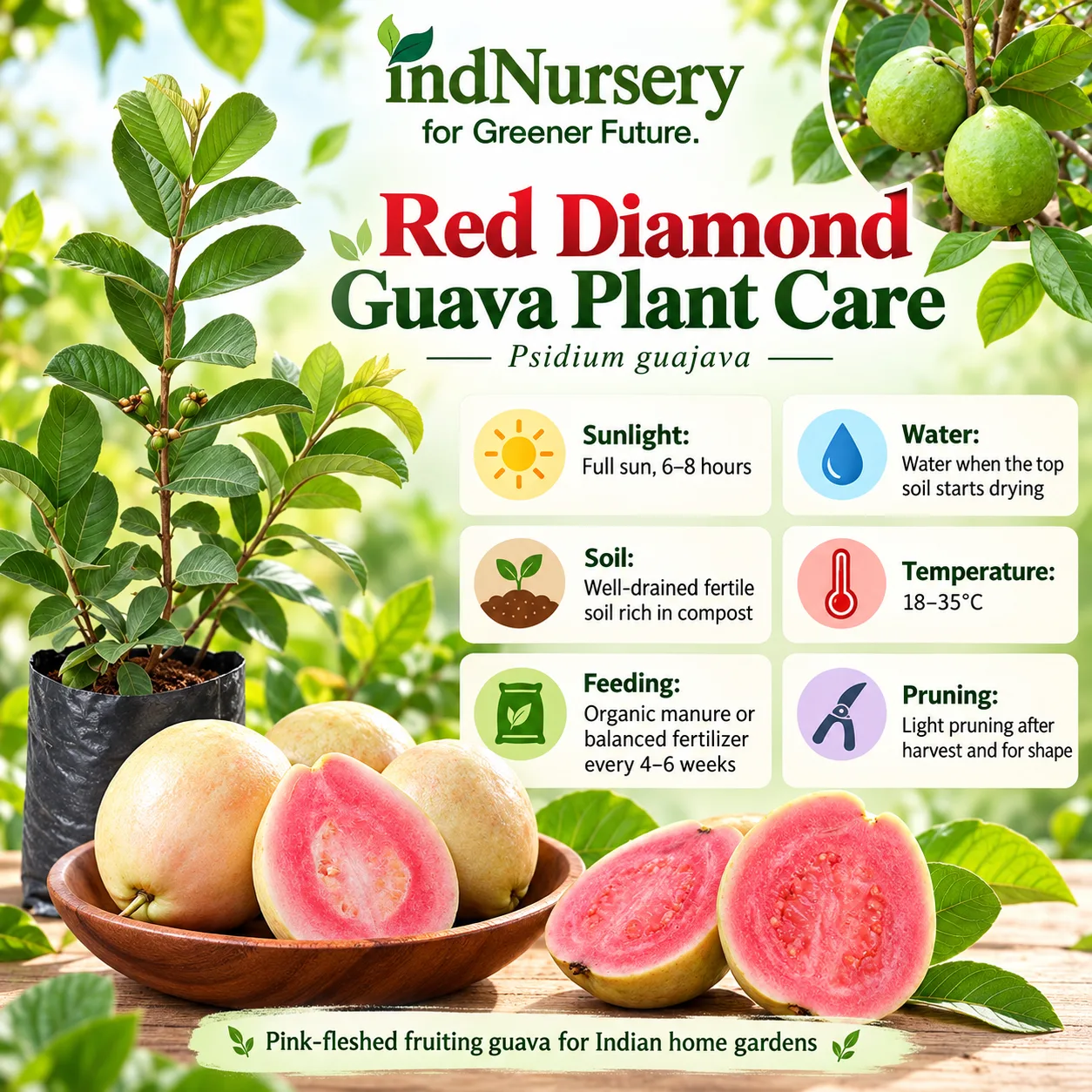 Red Diamond Guava Live Plant (Grafted) – Psidium guajava Red Flesh Fruit Plant for Home Garden & Orchard