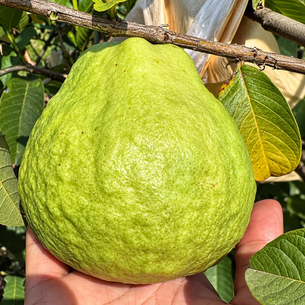 Red Diamond Guava Live Plant (Grafted) – Psidium guajava Red Flesh Fruit Plant for Home Garden & Orchard