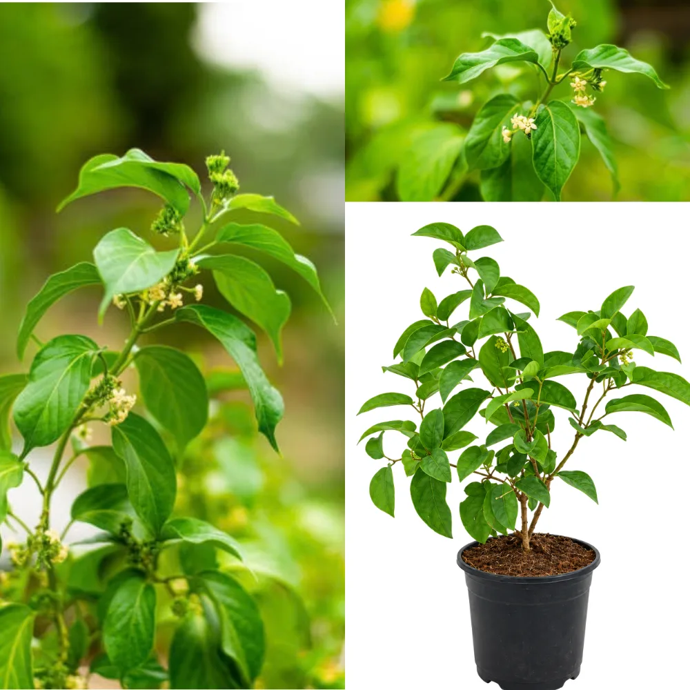 Gurmar Live Plant – Gymnema sylvestre Herbal Medicinal Climber for Home Garden & Indian Climate
