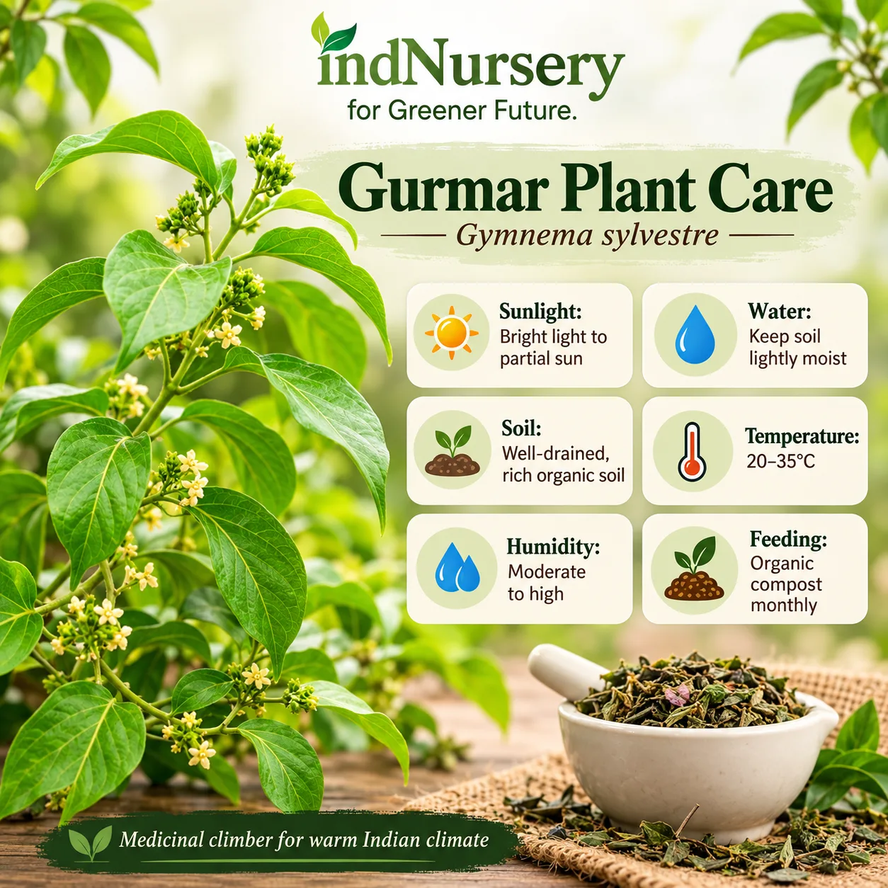 Gurmar Live Plant – Gymnema sylvestre Herbal Medicinal Climber for Home Garden & Indian Climate