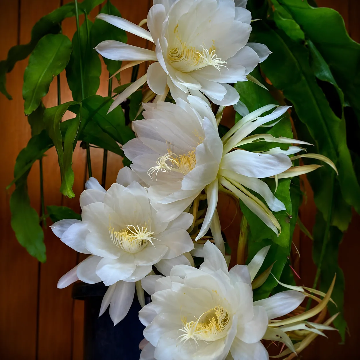 Night Queen / Brahma Kamal Live Plant – Epiphyllum oxypetalum Rare Fragrant Night Blooming Cactus for Home & Garden