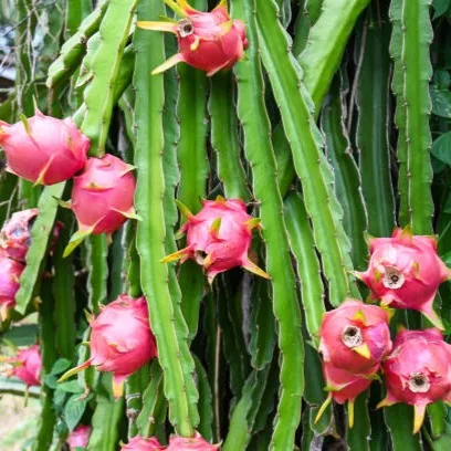 Dragon Fruit Live Plant – Pitaya / Kamalam Fruit Cactus Plant for Home Garden & Commercial Cultivation