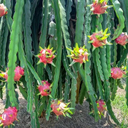 Dragon Fruit Live Plant – Pitaya / Kamalam Fruit Cactus Plant for Home Garden & Commercial Cultivation