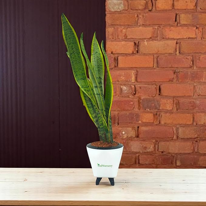 IndNursery Sansevieria Laurentii Snake Plant With White Self Watering Pot Pack of 1